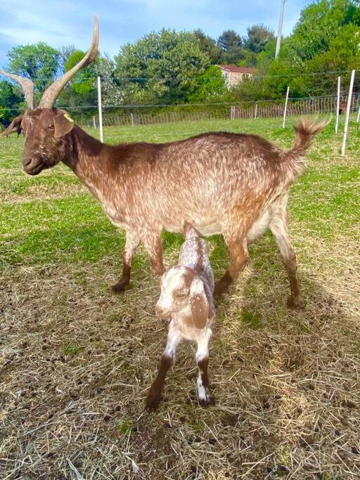 Willa Tiny Liloumaca Coeur Ste Baume Plan d'Aups Zewnętrze zdjęcie